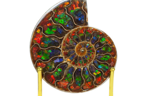 Starborn Ammonite with Ammonite Inlay Display 10 – 11cm