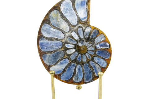 Starborn Ammonite with Kyanite Inlay Display Stone