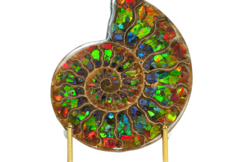 Starborn Half Ammonite with Ammonite Inlay Display Stone 12 – 13cm