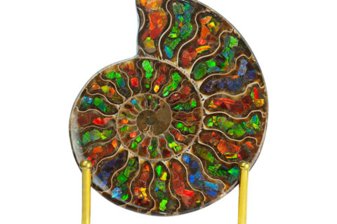 Starborn Ammonite Half with Ammolite Inlay Display Stone